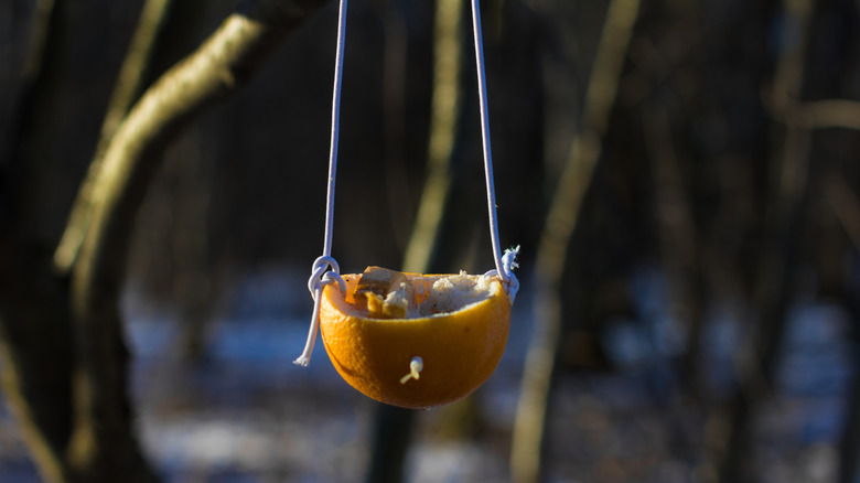 A half orange peel filled with bird food.