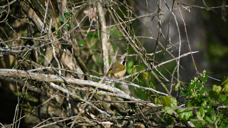 A brush pile with a bird sitting in it.