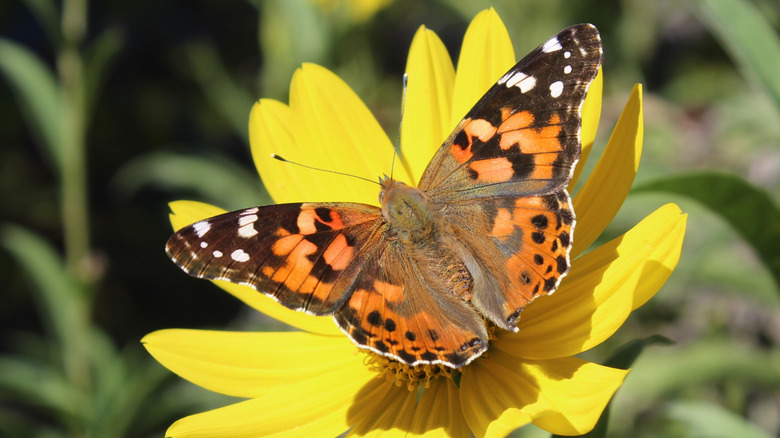 Silvery checkerspot butterfly with wings spread on a maximilian sunflower