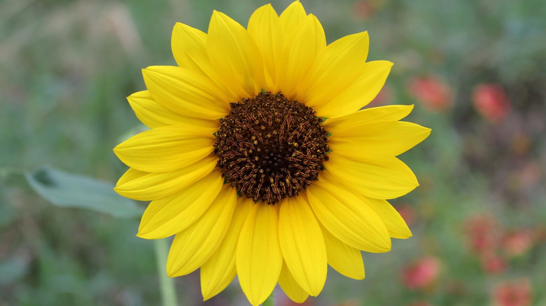 A single maximilian sunflower bloom with grass and red flowers out of focus in the background