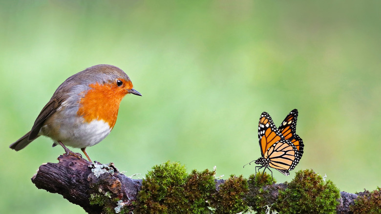 A robin and a Monarch butterfly sitting on a dead branch with moss looking at each other