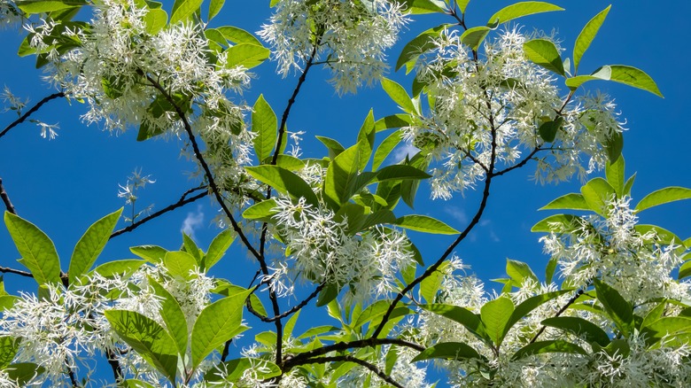 Upclose of white fringetree leaves