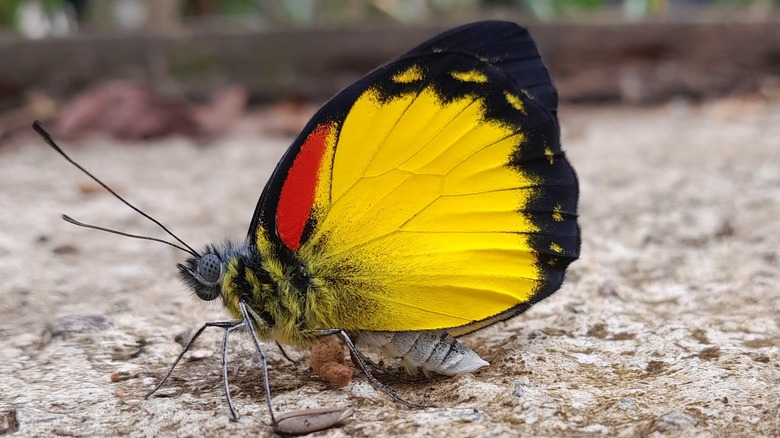 Butterfly in yard