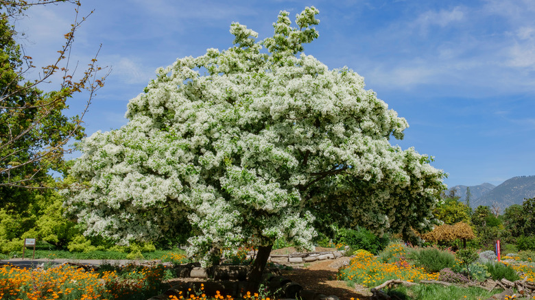 White fringetree
