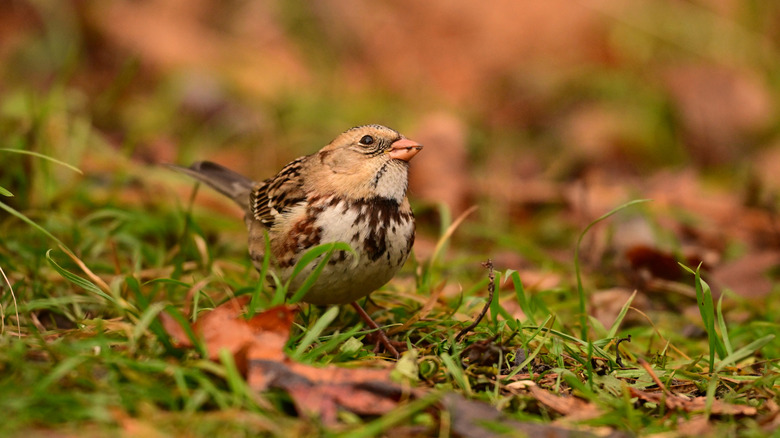 Harris's sparrow looking up from the ground