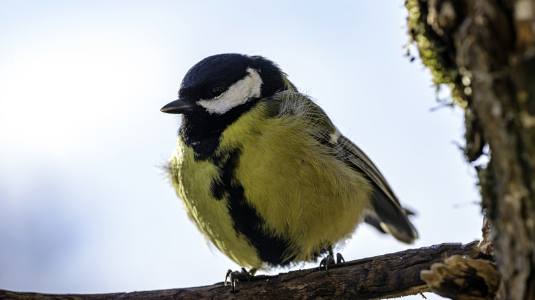 Bird on a branch in a tree
