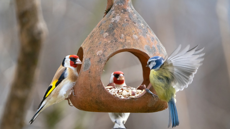 Birds flying in and out of a gourd bird feeder