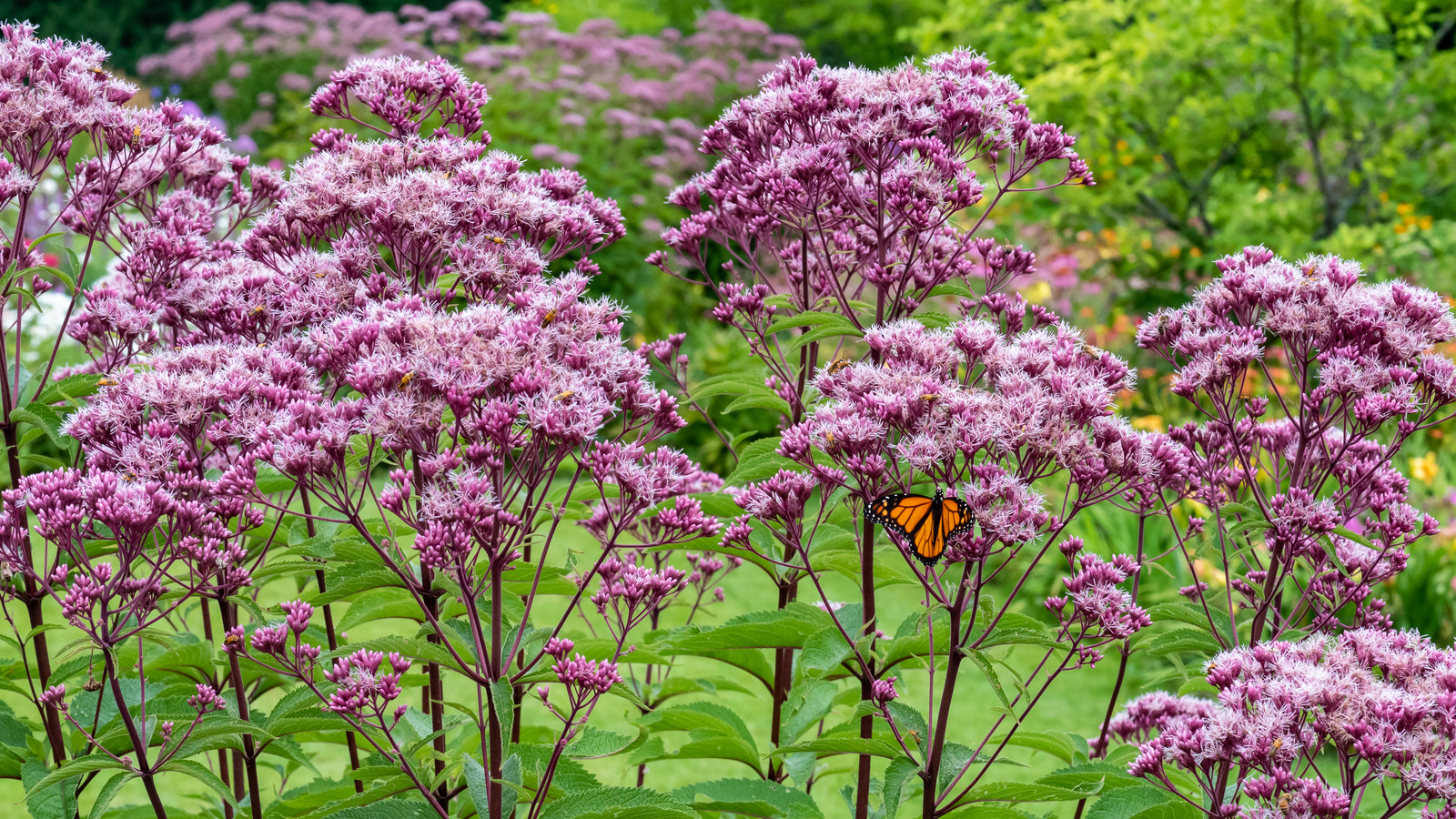 Attract Birds & Pollinators With This Swamp Milkweed Look-Alike