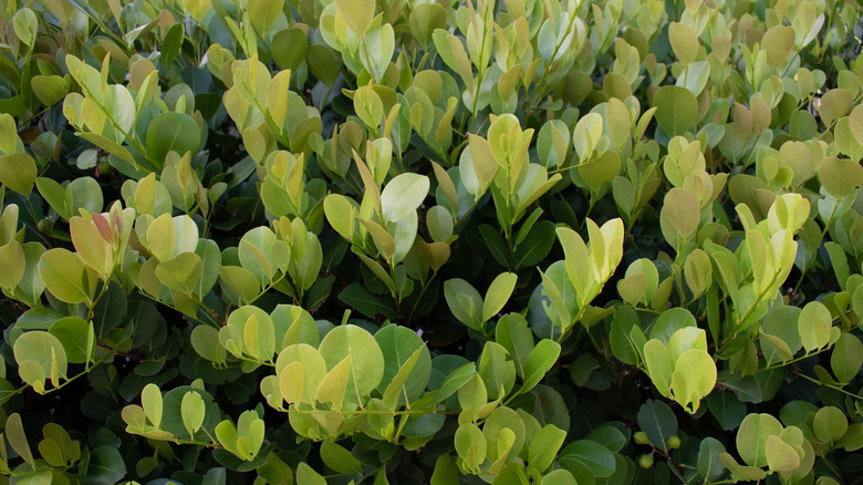 The foliage of a cocoplum shrub.