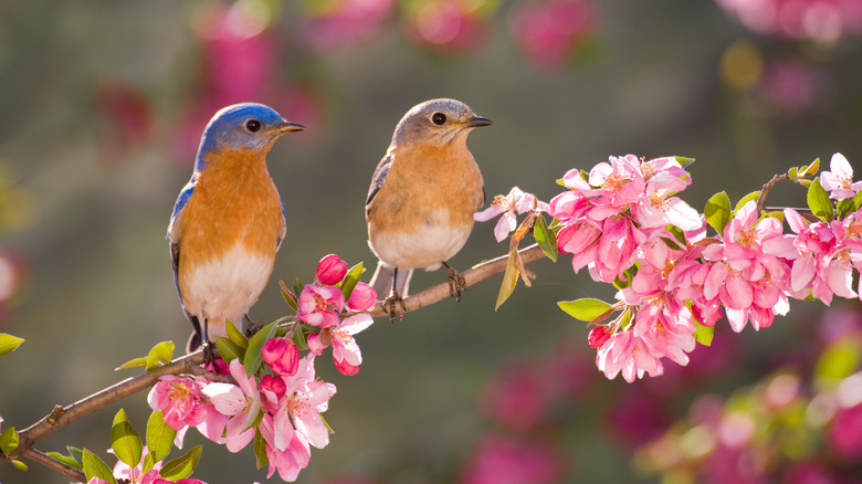 Birds sit on floral branch