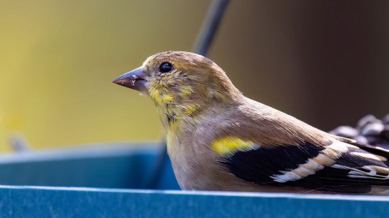 a bird looks up to the sky from a feeding station