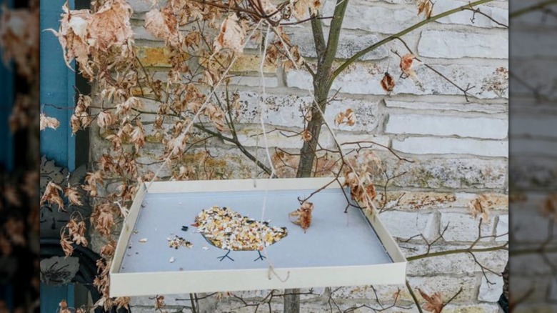 a DIY bird feeder from a shoe box lid hangs on a branch