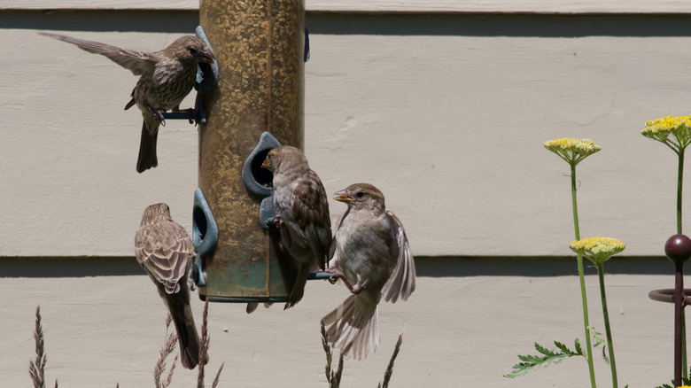 A group of sparrows eat birdseed from a hanging bird feeder in a residential backyard.