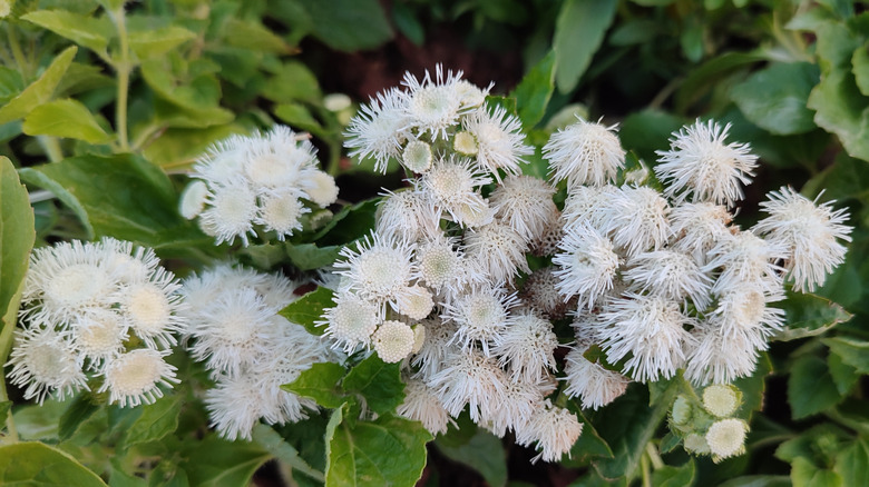 White ageratum in bloom.