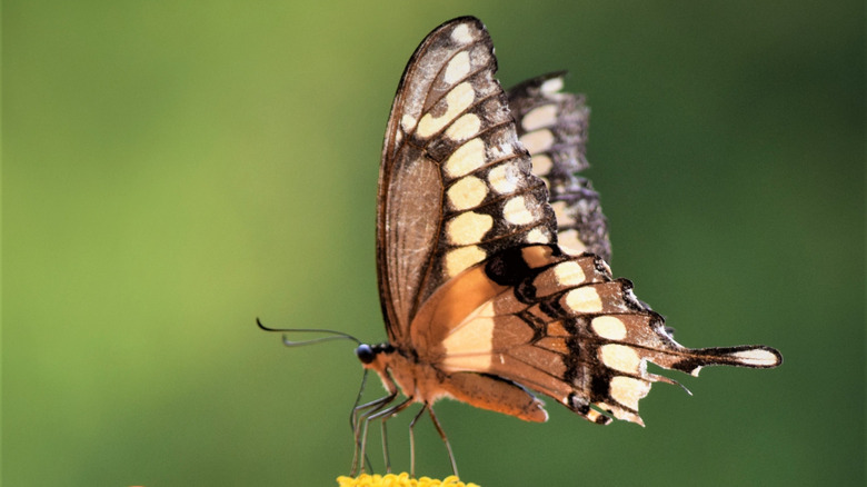 Close-up of butterfly on a flower