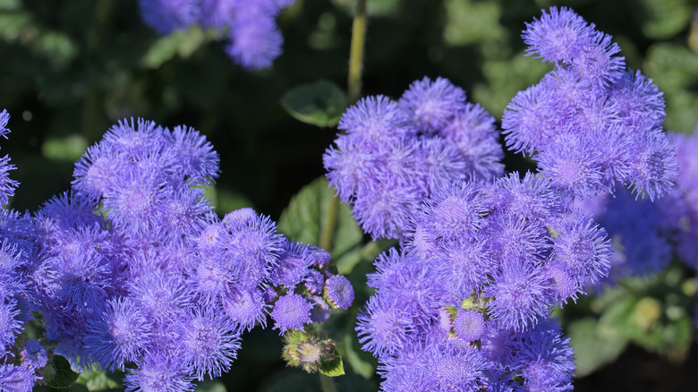 Floss flower (Ageratum) in bloom.