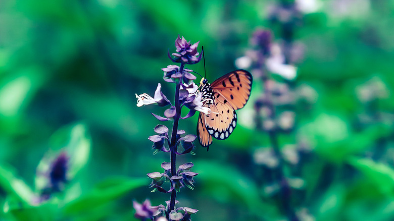 Orange and black butterfly eating nectar from purple basil flower