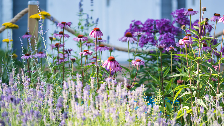 Flowering herbs in a garden bed
