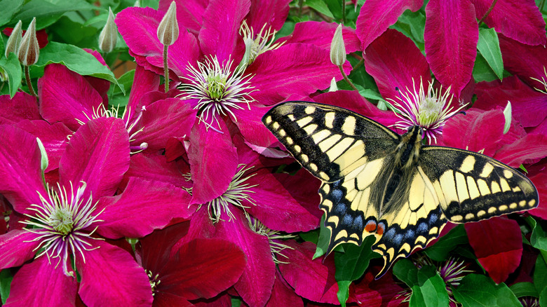 A butterfly feeding from a collection of red clematis flowers