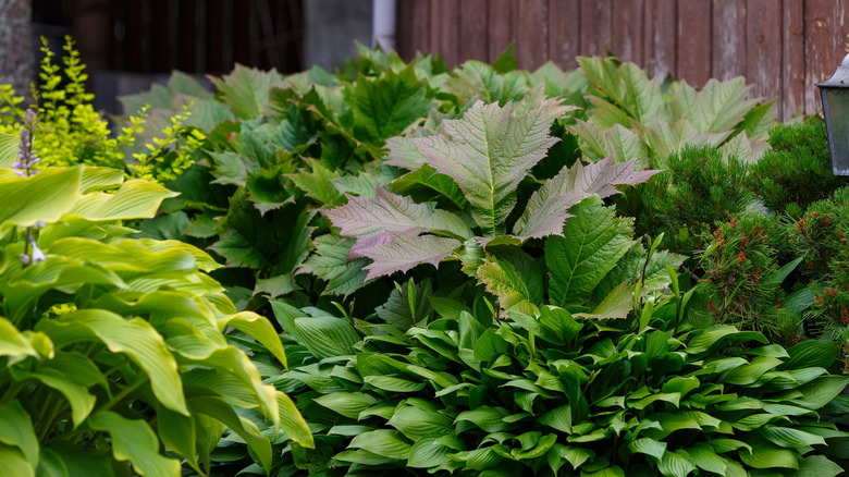 A collection of hostas and other plants growing next to a building