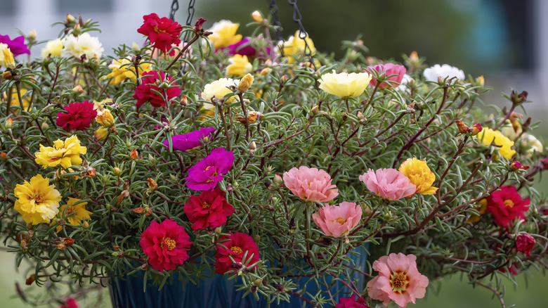 A hanging basket overflowing with lots of different moss rose flowers