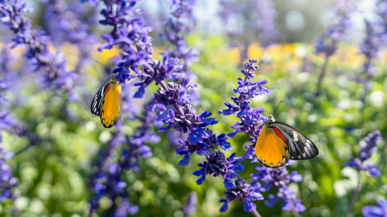 Butterflies perched on blue salvia flowers in the garden.