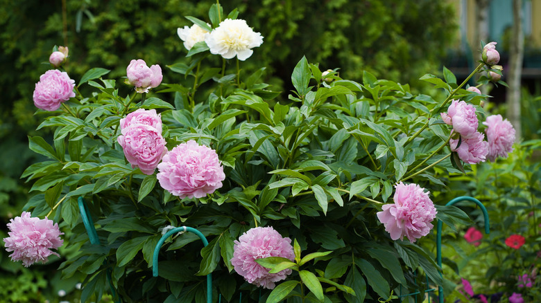 Pink peonies growing in the garden.