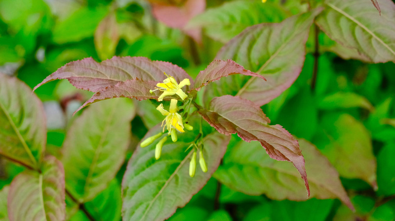 Diervilla lonicera 'Copper' features new growth and yellow flowers