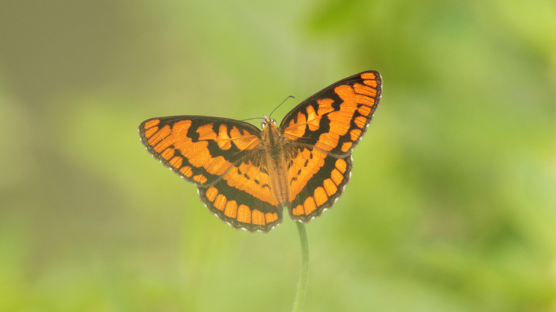 a butterfly outstretches its wings in a garden