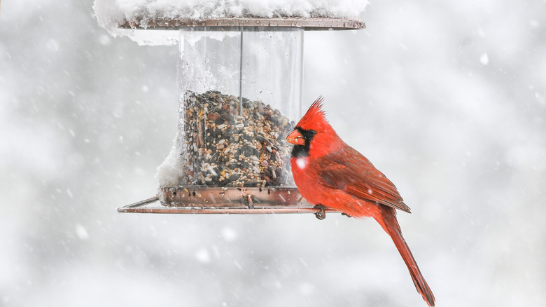 cardinal at feeder in winter