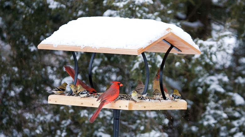 cardinals eating on platform feeder