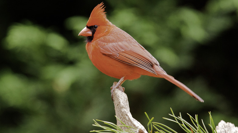 Close-up of a cardinal
