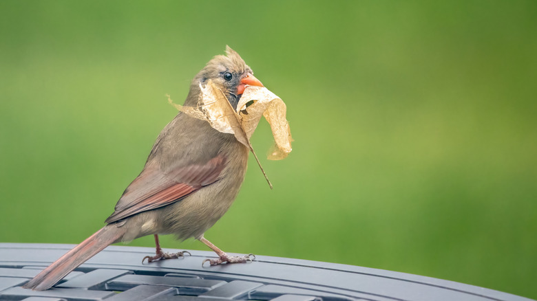 cardinal with leaf in mouth