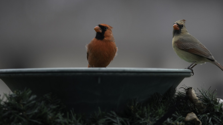 cardinals in birdbath during winter
