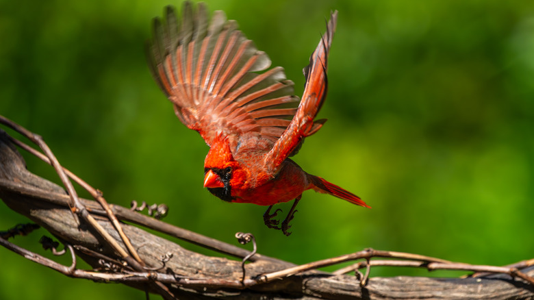 cardinal flying to tree branch