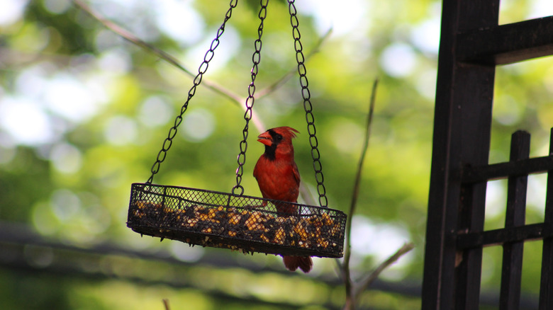 cardinal at a feeder