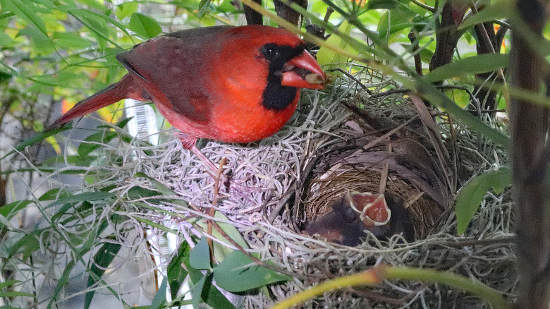 cardinal dad feeding hatchlings