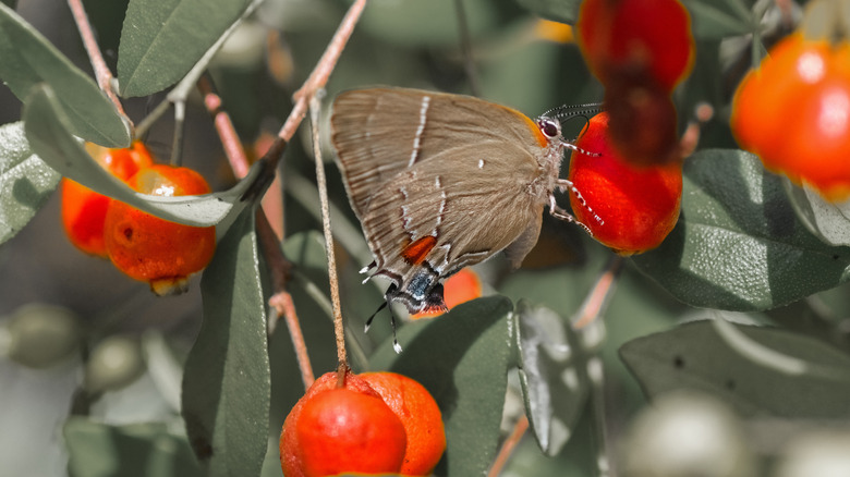 butterfly on Simpson's stopper