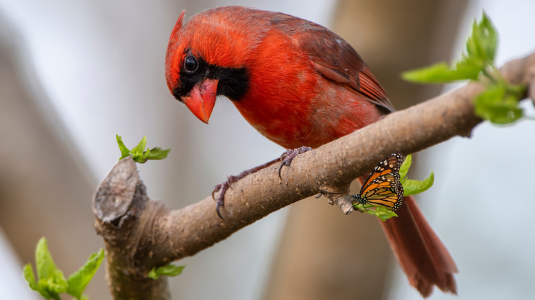 cardinal and monarch on branch
