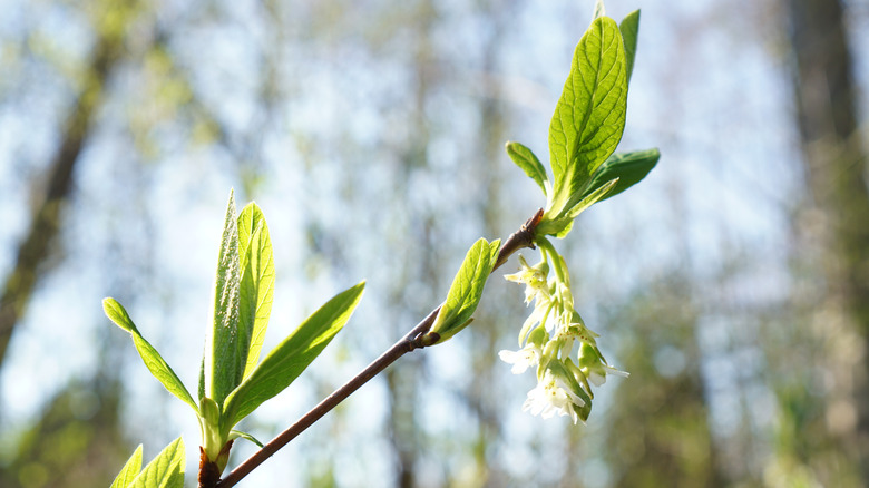 Indian plum with blooming white flowers