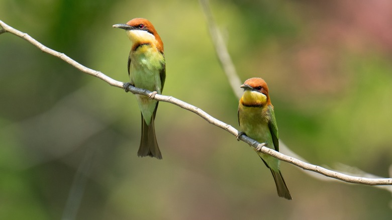 Two hummingbirds on a branch