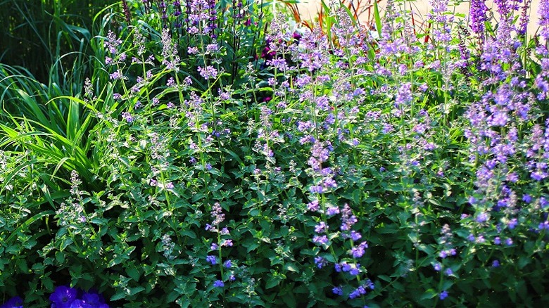 'Walter's Low' catmint growing in a garden border