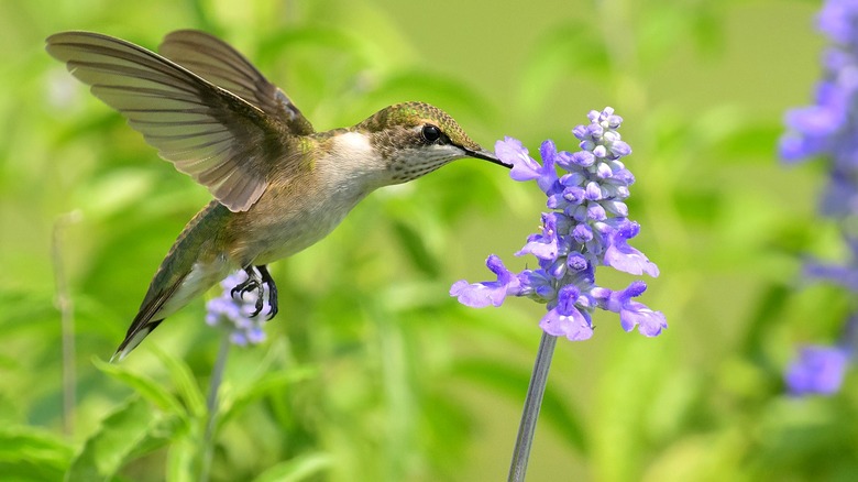 A hummingbird on purple salvia