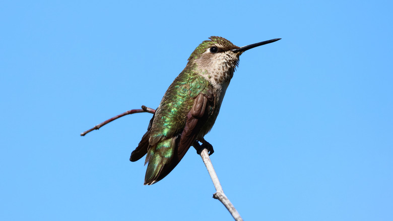 hummingbird on a branch