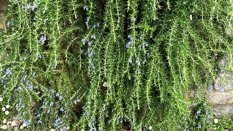 Prostratus group rosemary in bloom