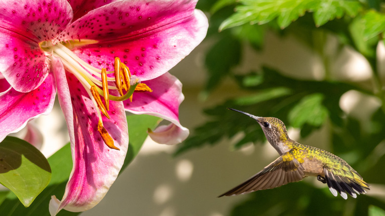 A hummingbird feeding on a stargazer lily