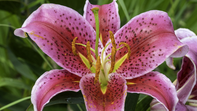 A pink stargazer lily blooming in the garden
