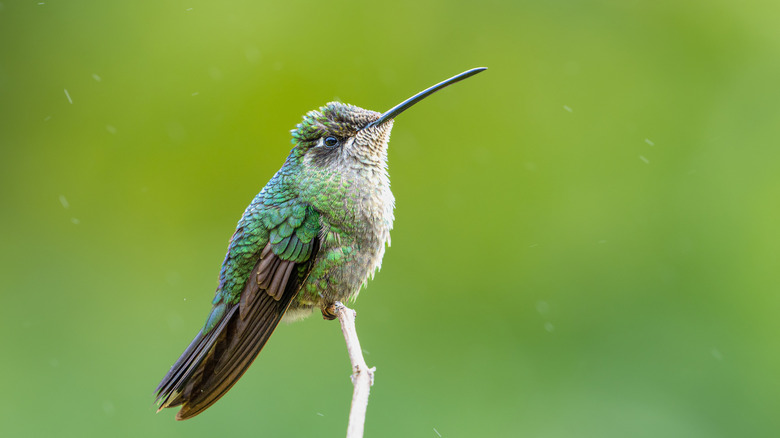 hummingbird sitting on a branch