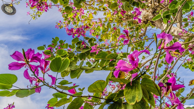 Hong Kong orchid tree flowers