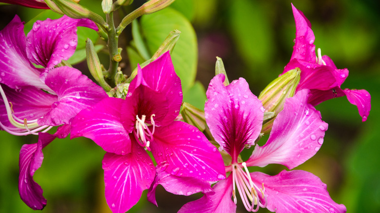 Hong Kong orchid tree flowers